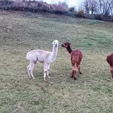 Appartementhaus Eisbauer Apartmán Sankt Johann im Pongau